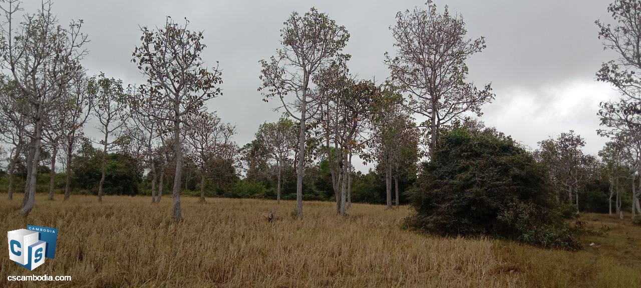 Land For Sale In Angkor Thom District, Siem Reap
